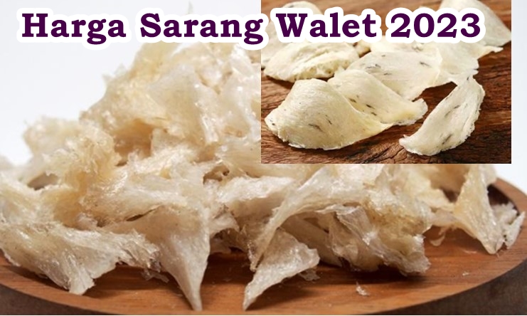 Daftar Harga Sarang Walet 2023 Sesuai Jenis Dan Berat 